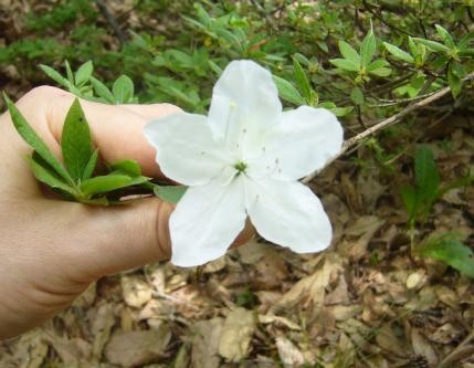 Fleur